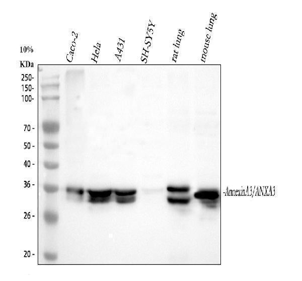 Anti-Annexin A3/ANXA3 Antibody Picoband®