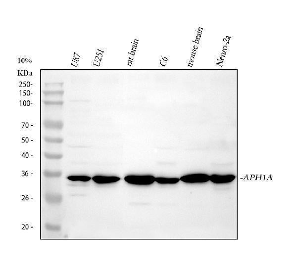 Anti-APH1a Antibody Picoband®