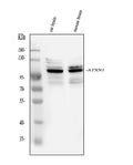Anti-Ataxin 1/ATXN1 Antibody Picoband®