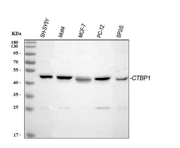 Anti-CtBP1 Antibody Picoband®