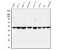 Anti-CTBP2 Antibody Picoband®