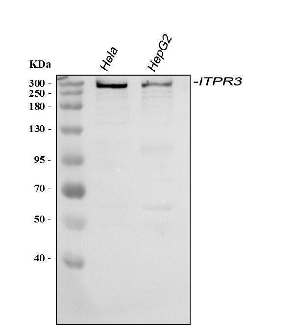 Anti-ITPR3 Antibody Picoband®