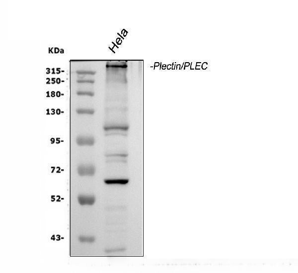 Anti-Plectin Antibody Picoband®