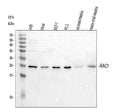 Anti-Rac1 Antibody Picoband®