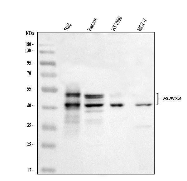Anti-RUNX3 Antibody Picoband®