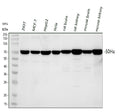 Anti-SDHA Antibody Picoband®