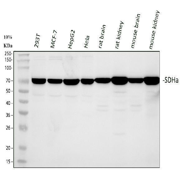 Anti-SDHA Antibody Picoband®