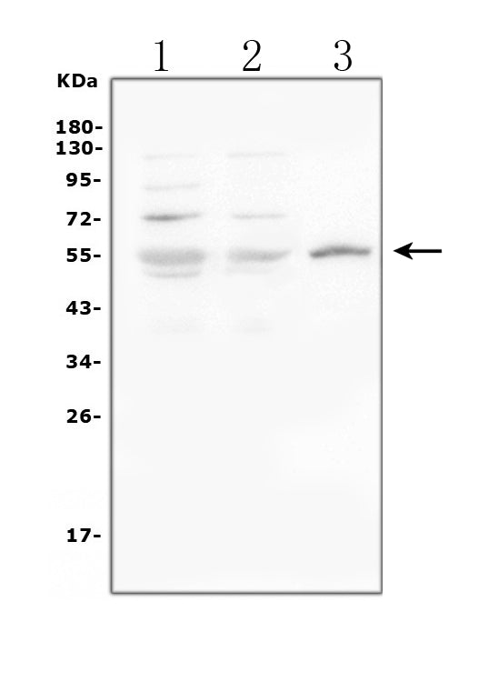 Anti-Glucose Transporter GLUT1/SLC2A1 Antibody Picoband®