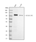 Anti-SLC4A1/CD233/Band 3 Antibody Picoband®