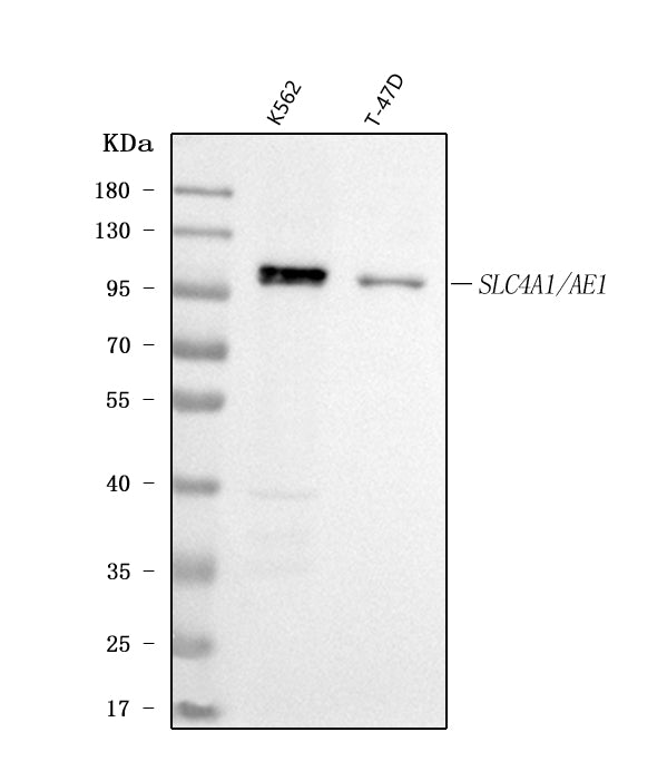 Anti-SLC4A1/CD233/Band 3 Antibody Picoband®