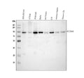 Anti-Serotonin transporter/SLC6A4 Antibody Picoband®