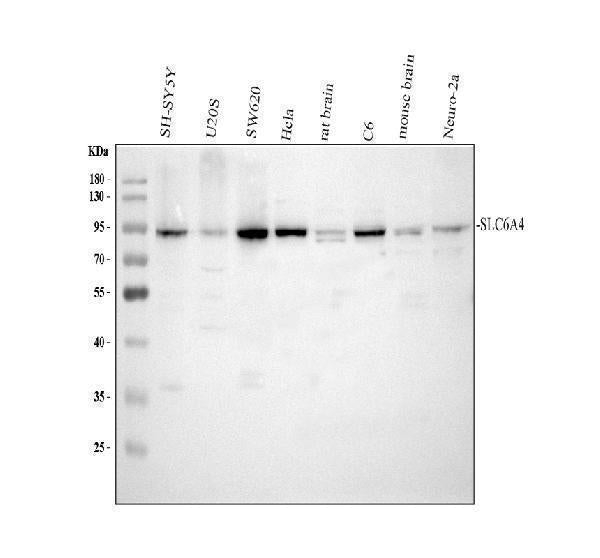 Anti-Serotonin transporter/SLC6A4 Antibody Picoband®