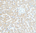 Anti-SLUG/SNAI2 Antibody Picoband®
