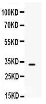 Anti-SNAI3 Antibody Picoband®