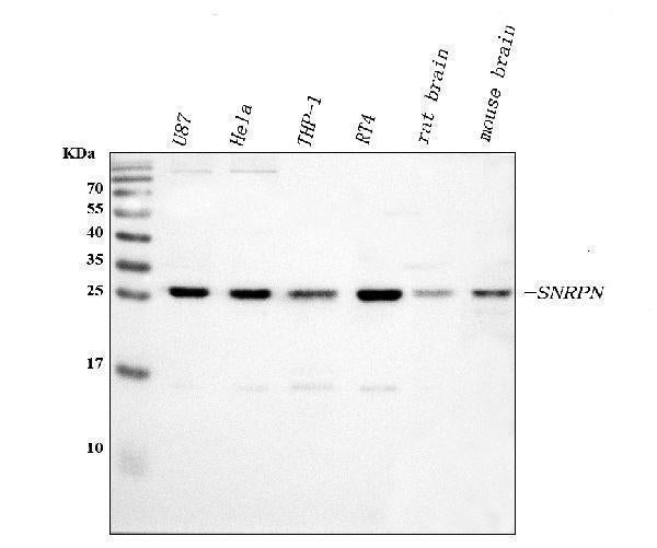 Anti-SNRPN Antibody Picoband®