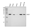 Anti-SOD2 Antibody Picoband®