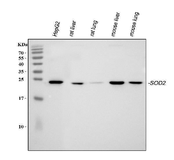 Anti-SOD2 Antibody Picoband®