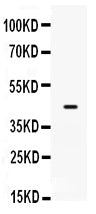 Anti-Sp5 Antibody Picoband®