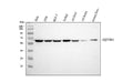 Anti-SQSTM1/p62 Antibody Picoband®