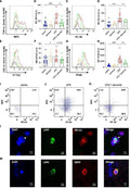 Anti-mtTFA/TFAM Antibody Picoband®