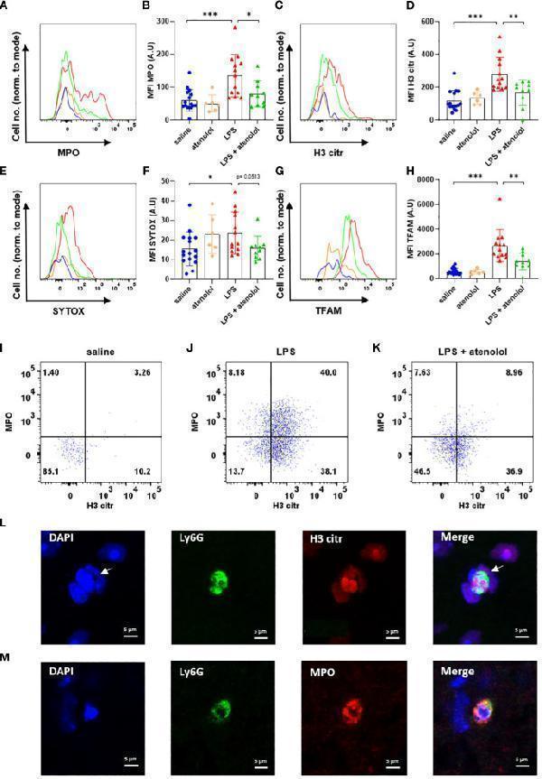 Anti-mtTFA/TFAM Antibody Picoband®