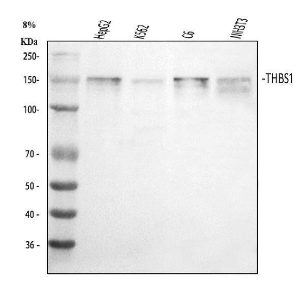 Anti-Thrombospondin/THBS1 Antibody Picoband®