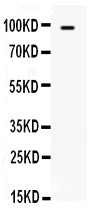 Anti-TLR5 Antibody Picoband®