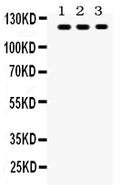 Anti-TLR7 Antibody Picoband®