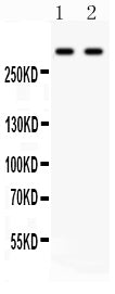 Anti-Versican/VCAN Antibody Picoband®