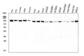 Anti-VCP Antibody Picoband®