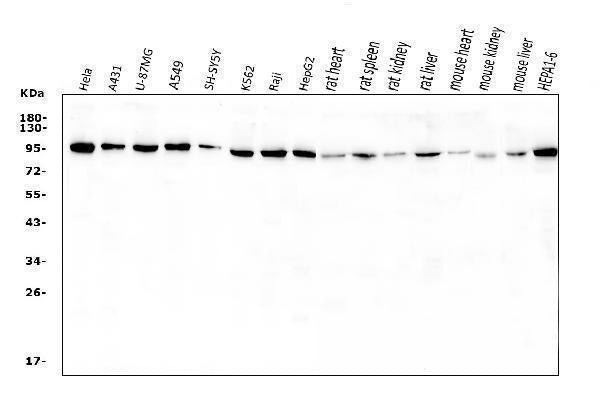Anti-VCP Antibody Picoband®
