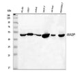 Anti-WASP Antibody Picoband®