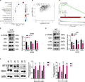 Anti-Wnt1 Antibody Picoband®