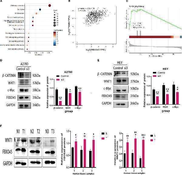 Anti-Wnt1 Antibody Picoband®