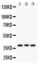 Anti-Wnt2 Antibody Picoband®
