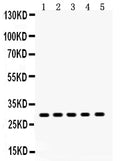Anti-XBP1 Antibody Picoband®