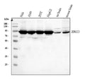 Anti-Ku80/XRCC5 Antibody Picoband®