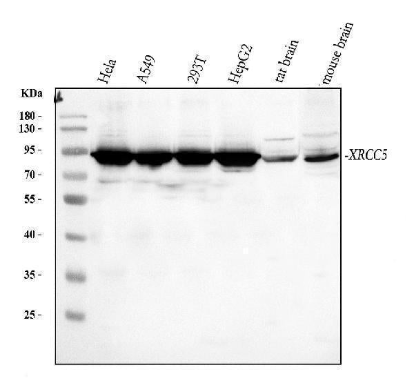 Anti-Ku80/XRCC5 Antibody Picoband®