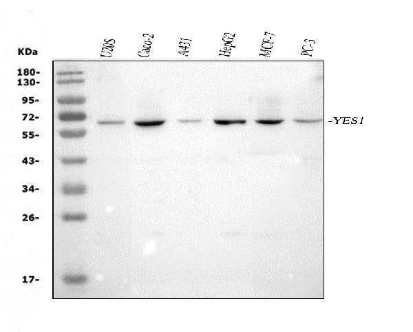 Anti-Yes1 Antibody Picoband®