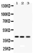 Anti-RAGE/AGER Antibody Picoband®