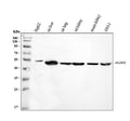 Anti-ALDH2 Antibody Picoband®