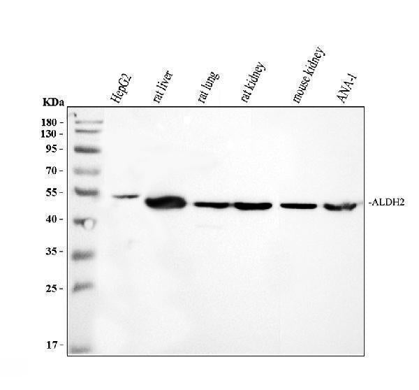 Anti-ALDH2 Antibody Picoband®