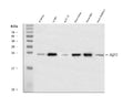Anti-Aquaporin 2/AQP2 Antibody Picoband®