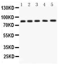 Anti-APLP1 Antibody Picoband®
