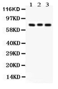 Anti-Apg7/ATG7 Antibody Picoband®