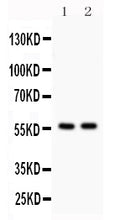 Anti-KIAA0652/ATG13 Antibody Picoband®