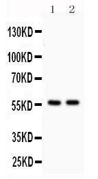 Anti-KIAA0652/ATG13 Antibody Picoband®