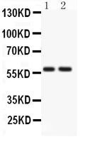 Anti-ATG14L Antibody Picoband®