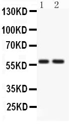 Anti-ATG14L Antibody Picoband®