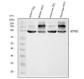Anti-alpha 1 Sodium Potassium ATPase/ATP1A1 Antibody Picoband®